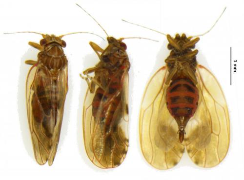 Réf. 180 576 : Cacopsylla fulguralis